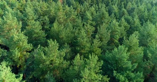 Beautiful forest view